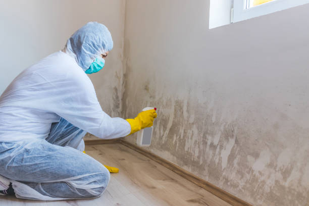 Licensed Black Mold Removal service in Elizabethtown, KY - WQB Mold Removal